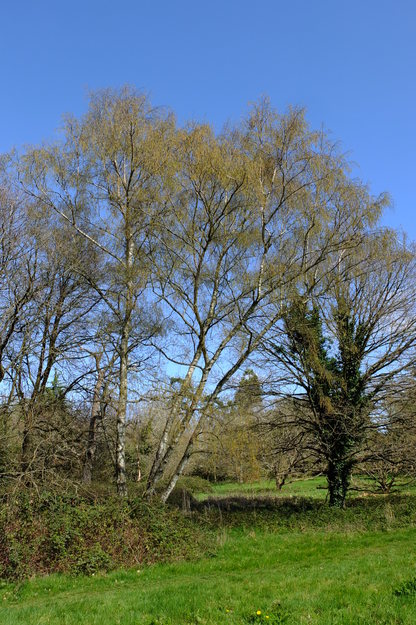 April tree photo