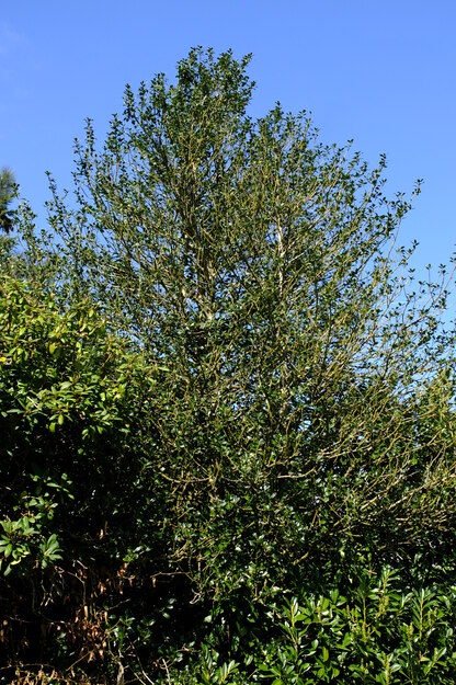 Foxhill House West tree photo