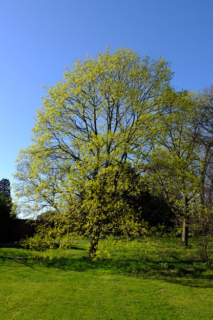 April tree photo