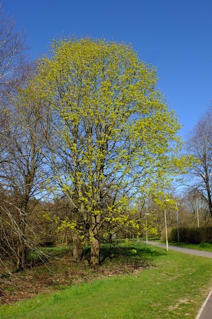 April tree photo