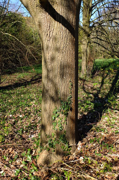 April close-up photo