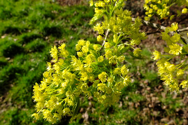 April close-up photo