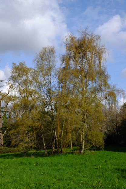 April tree photo