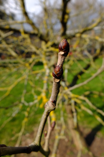 April close-up photo