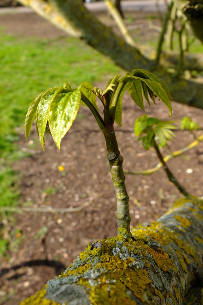 April close-up photo
