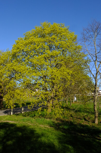 April tree photo