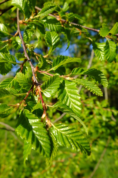 April close-up photo