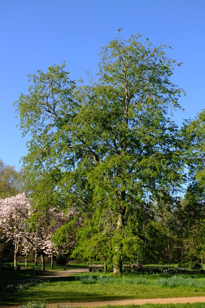 April tree photo