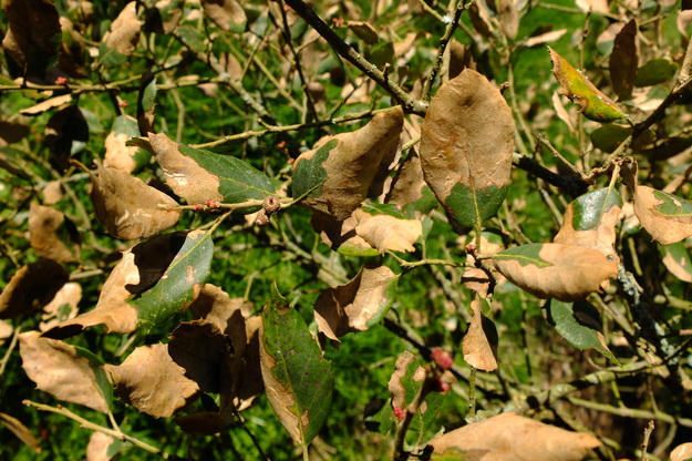 April close-up photo
