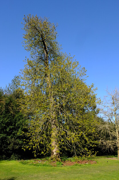 April tree photo