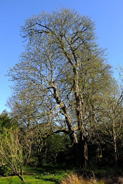 April tree photo
