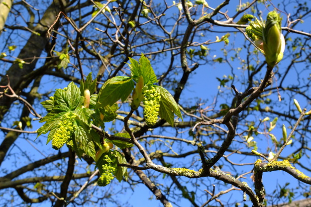 April close-up photo