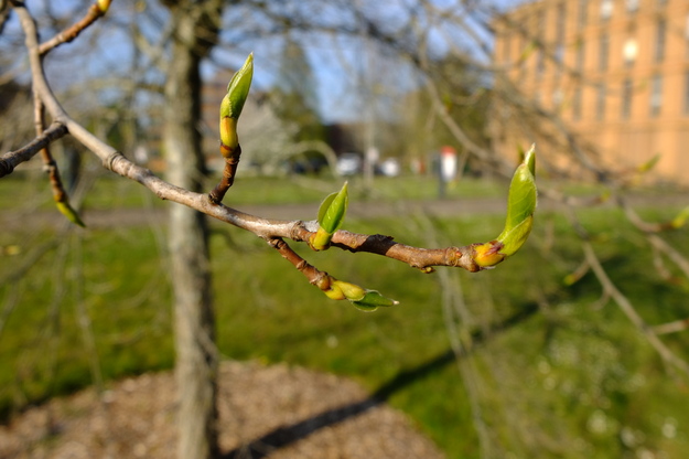 April close-up photo