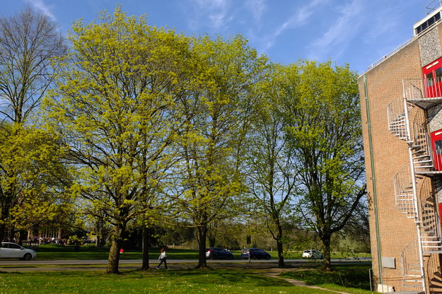 April tree photo