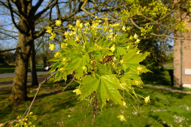 April close-up photo