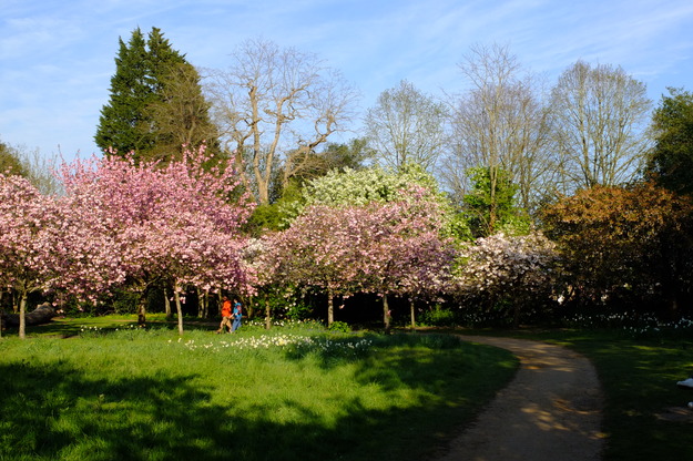 Photo of Prunus cultivar