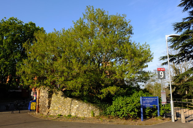 April tree photo