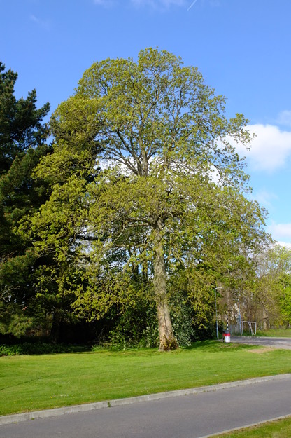 April tree photo
