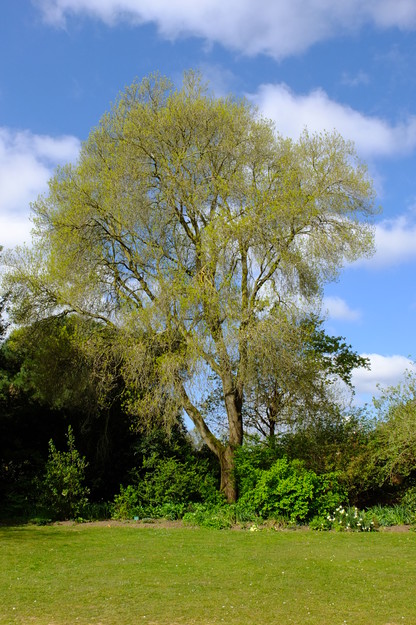 April tree photo