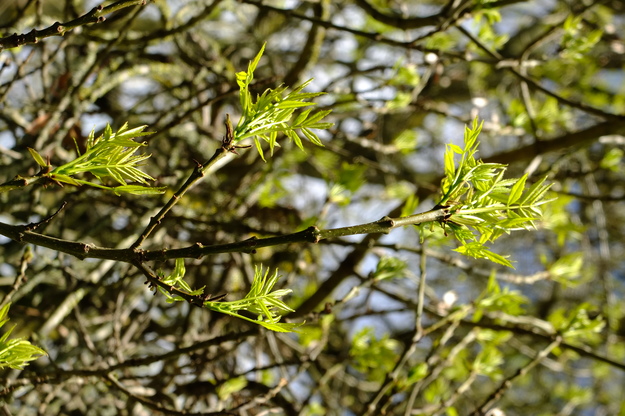 April close-up photo