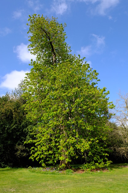 April tree photo