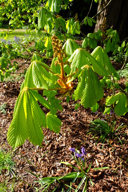 April close-up photo