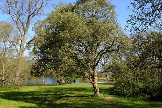 April tree photo