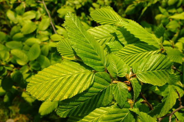 May close-up photo