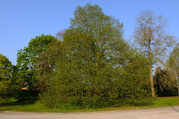May tree photo