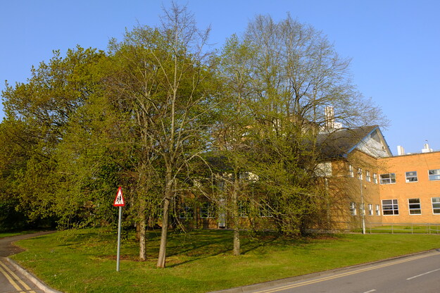 May tree photo