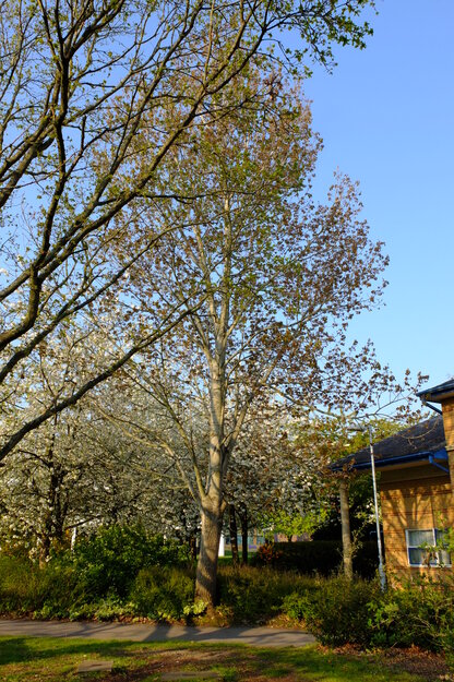 May tree photo