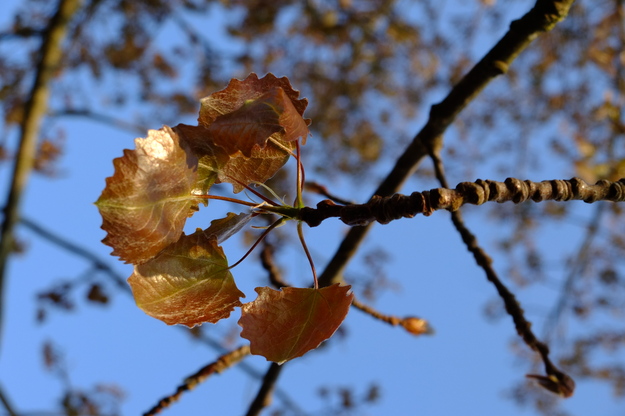 May close-up photo