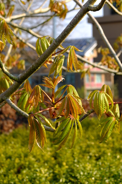 May close-up photo