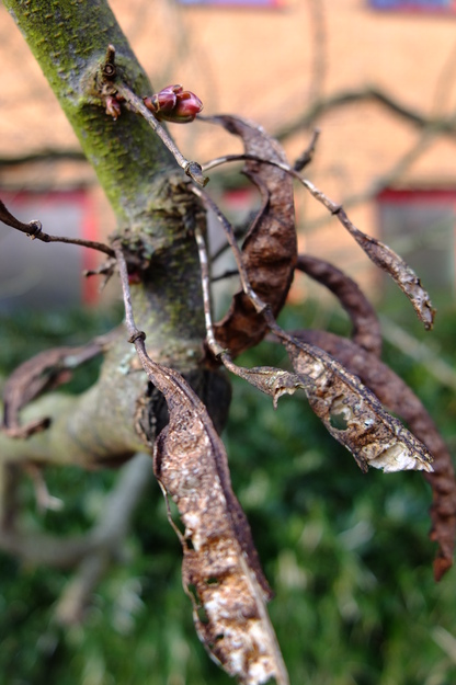 May close-up photo