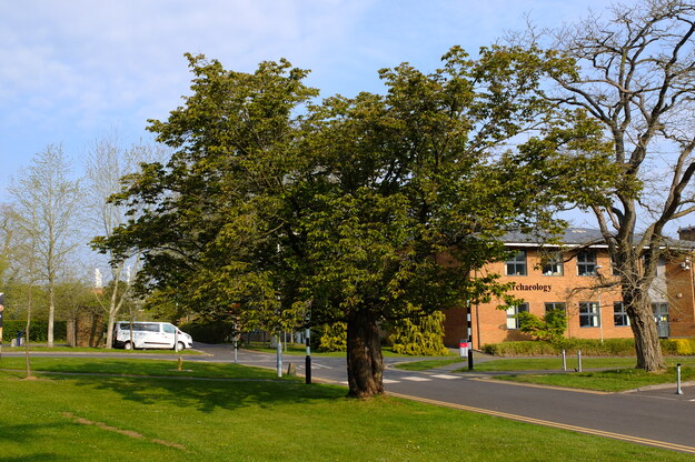 May tree photo