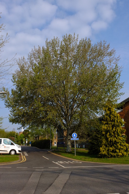 May tree photo