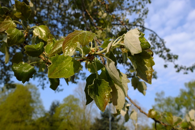 May close-up photo