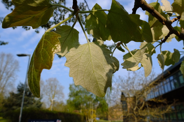 May close-up photo