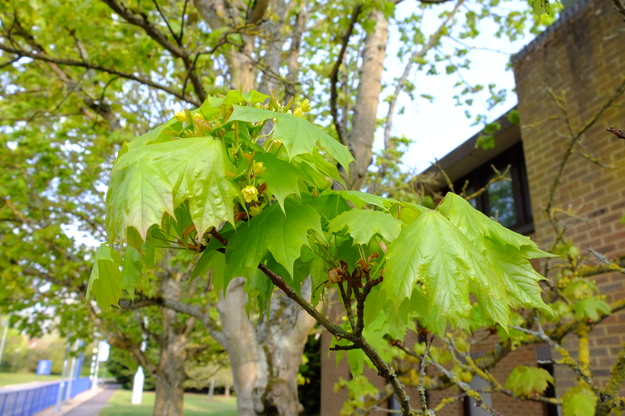 May close-up photo