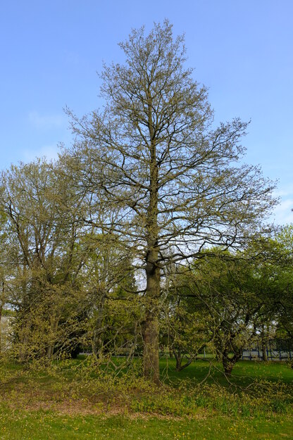 May tree photo