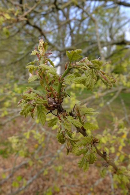 May close-up photo