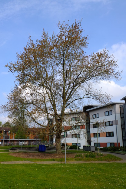 May tree photo