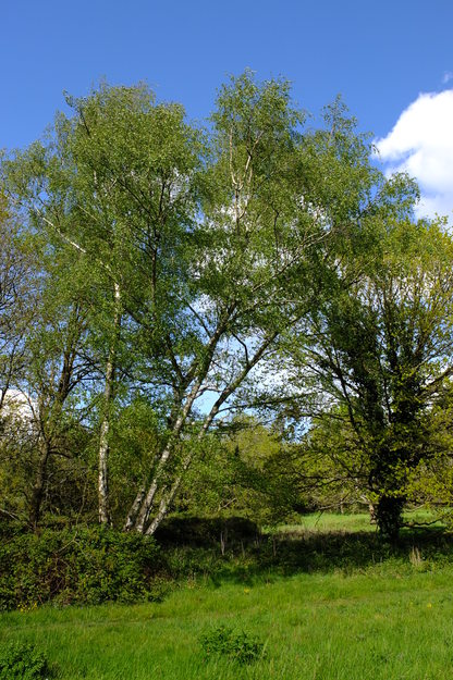 May tree photo