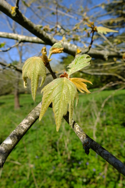 May close-up photo