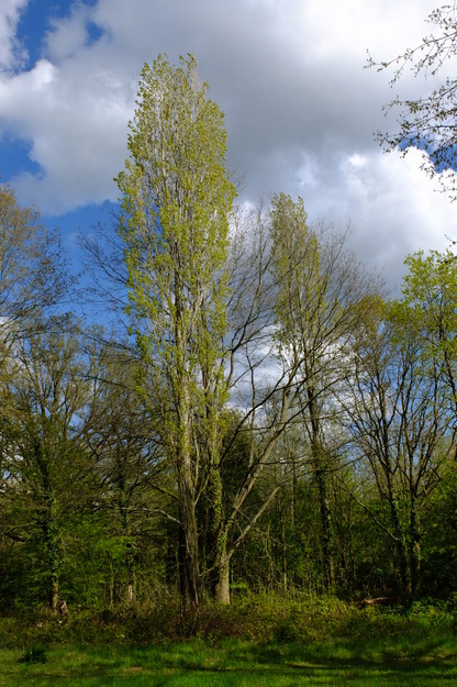 May tree photo