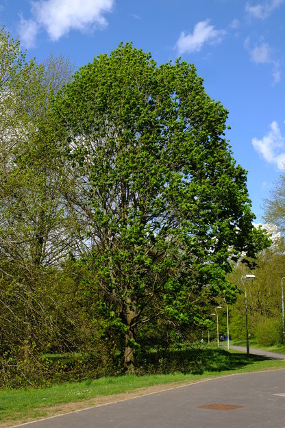 May tree photo