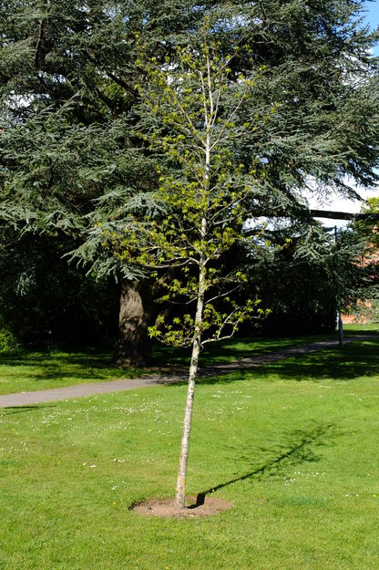 May tree photo