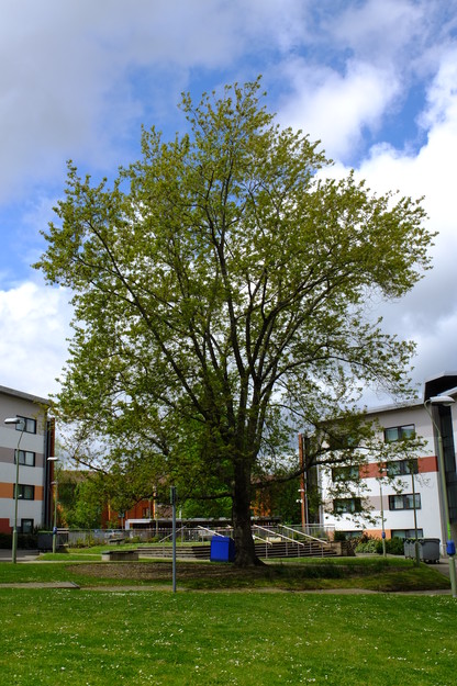 May tree photo