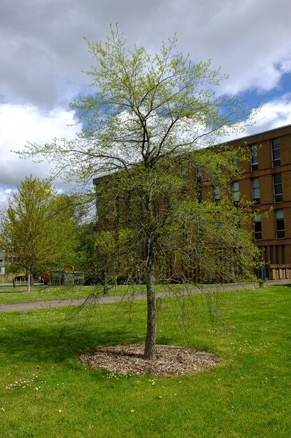 May tree photo