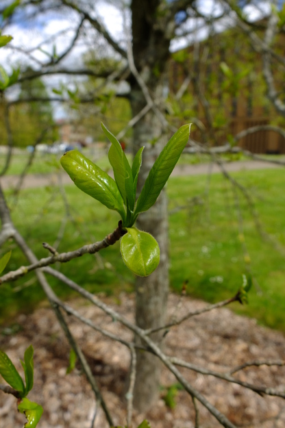 May close-up photo